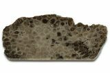 Free-Standing, Petoskey Stone (Fossil Coral) Section - Michigan #356995-1